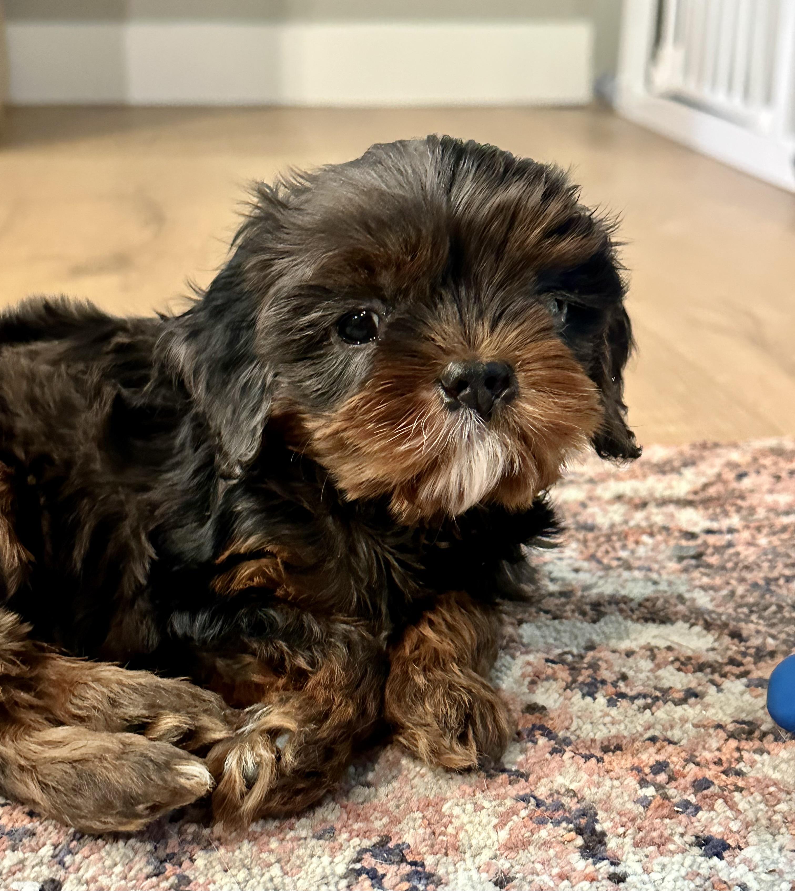 Ash, an adoptable Cavapoo in Lyndhurst, OH, 44124 | Photo Image 4