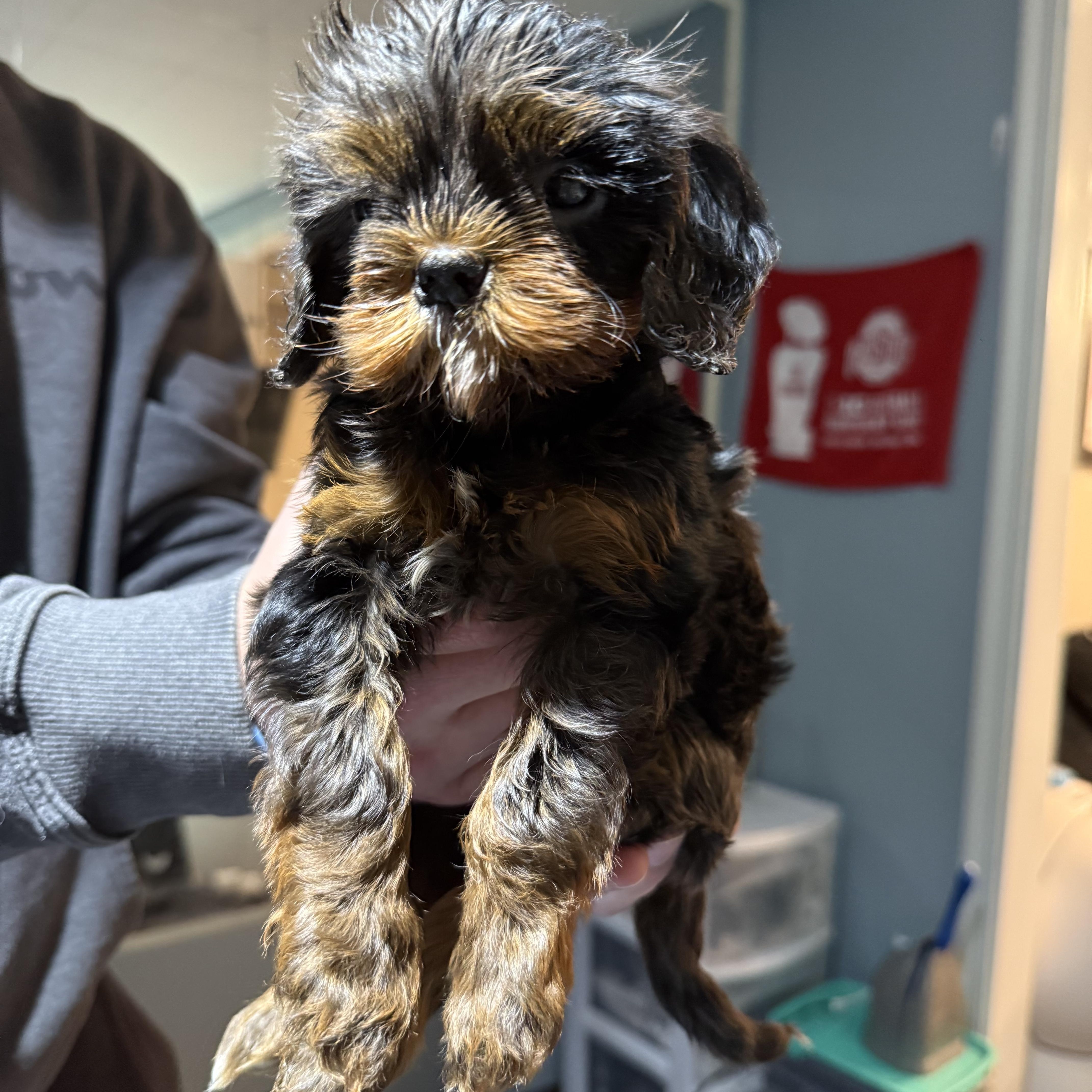 Ash, an adoptable Cavapoo in Lyndhurst, OH, 44124 | Photo Image 2