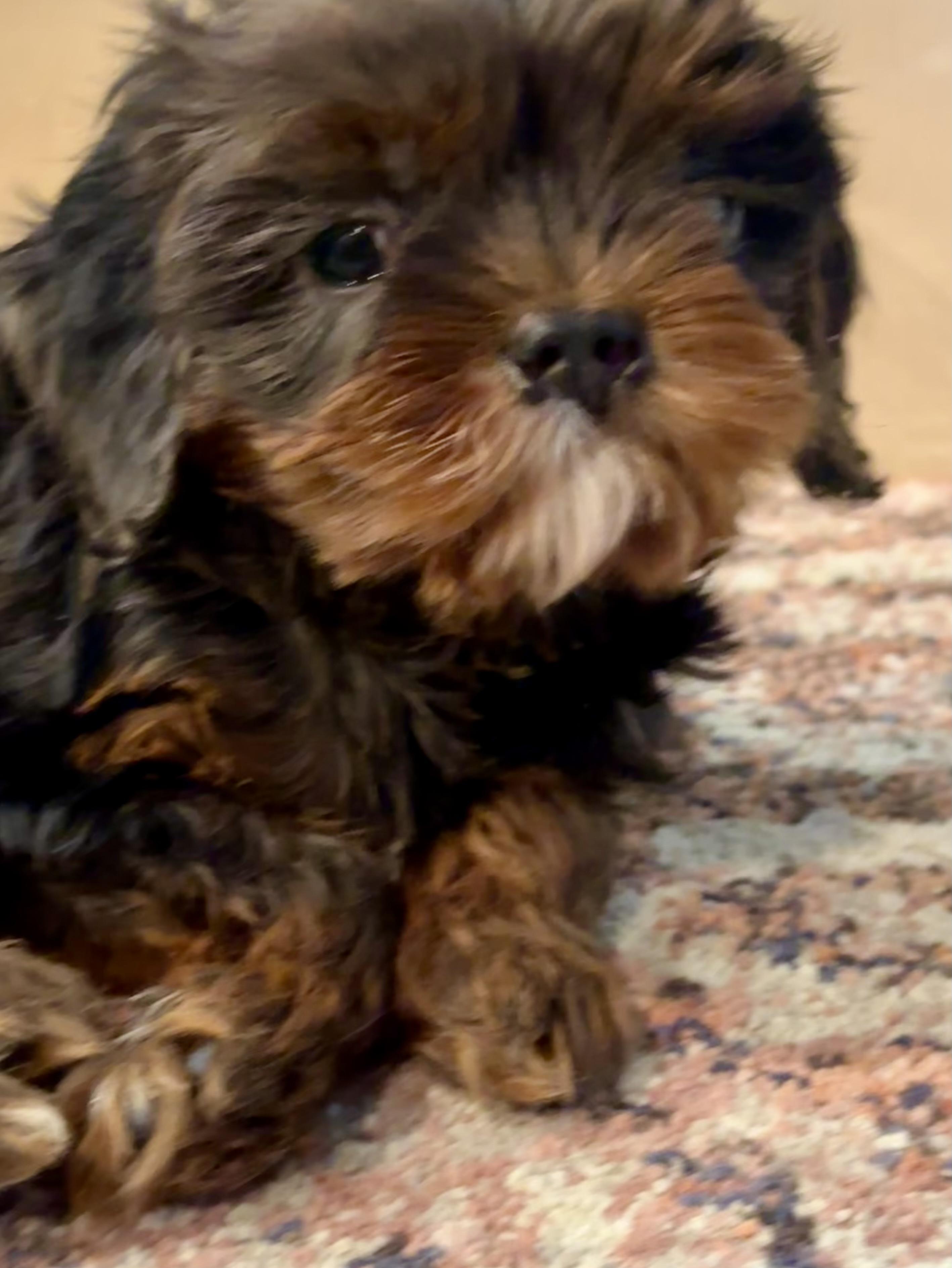 Ash, an adoptable Cavapoo in Lyndhurst, OH, 44124 | Photo Image 3