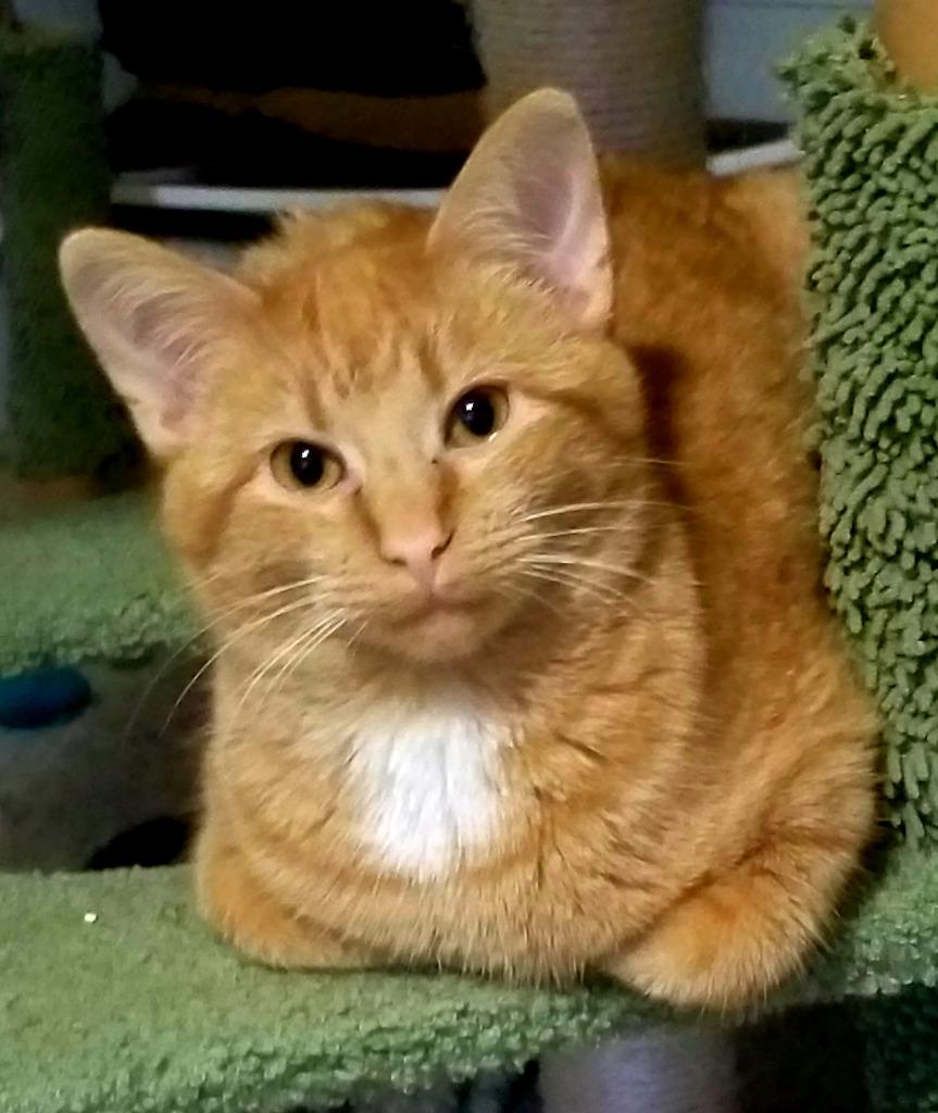 Cindy, Adoptable, Young Female Domestic Short Hair.