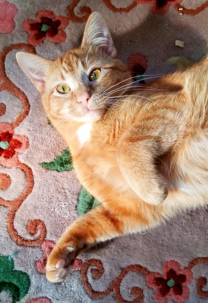 Cindy, Adoptable, Young Female Domestic Short Hair.