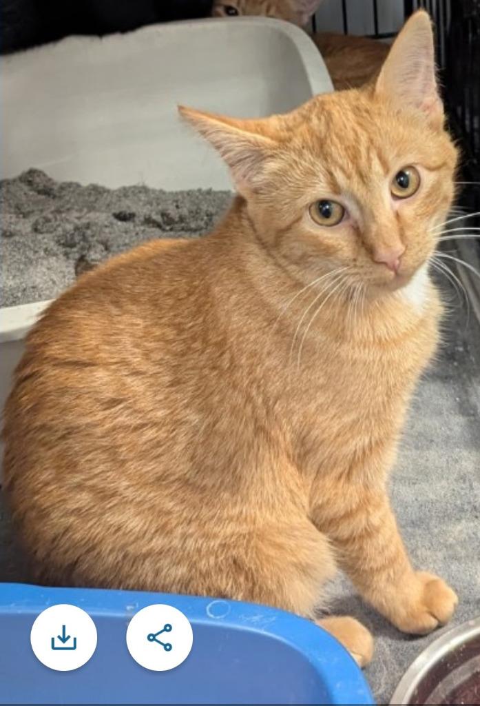 Cindy, a Adoptable mixed breed in St. Cloud, MN image 2/2