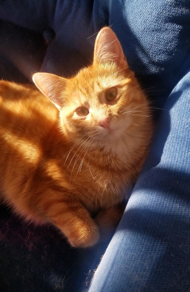 Enlarge Cindy, a Adoptable mixed breed in St. Cloud, MN image 3/3