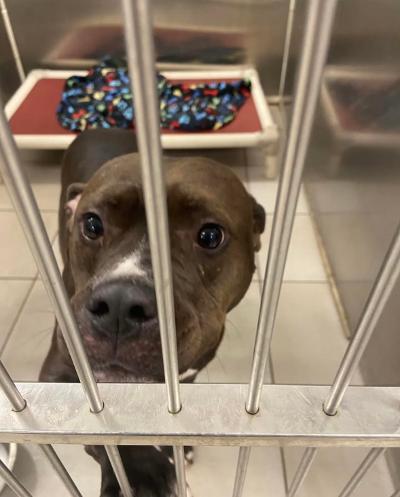 Enlarge Trax, an adopted Pit Bull Terrier in Fort Wayne, IN image 1/1