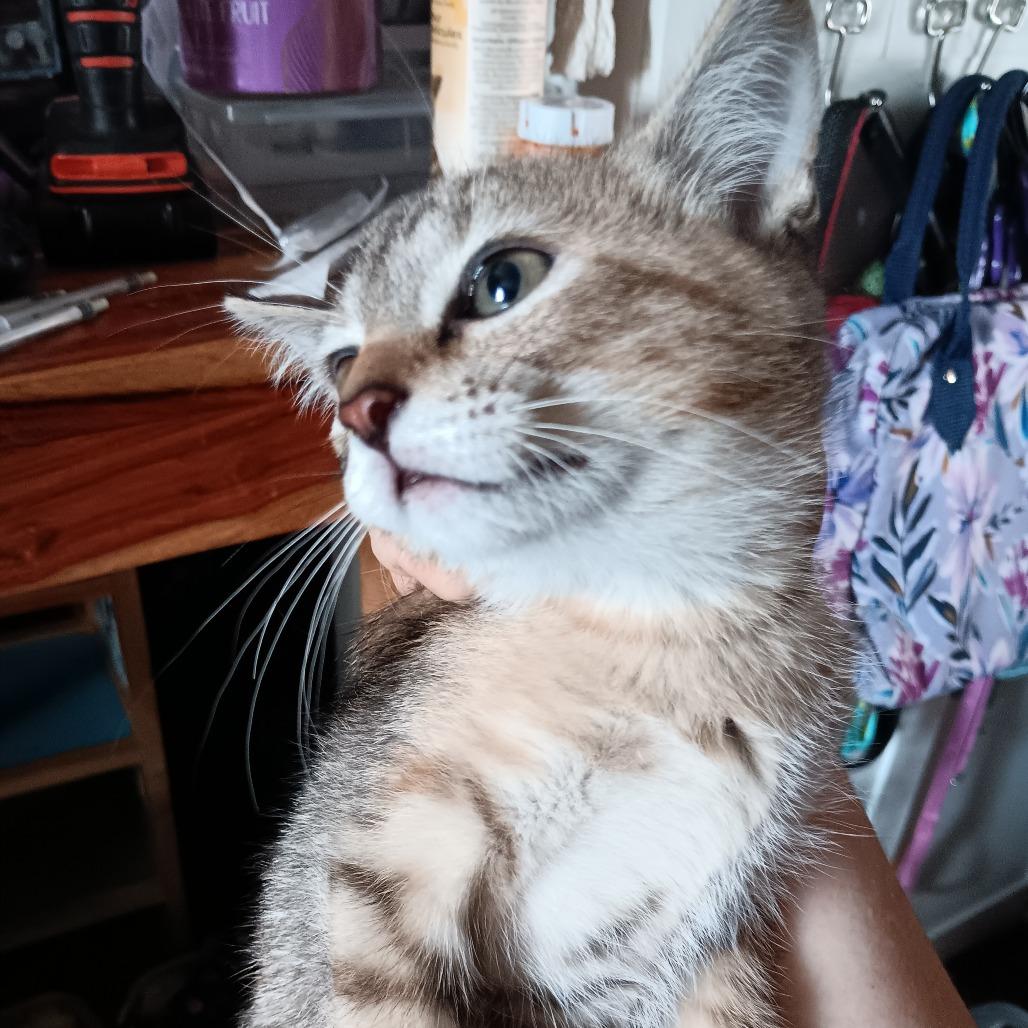 Tanner, Adoptable, Young Female Domestic Short Hair.