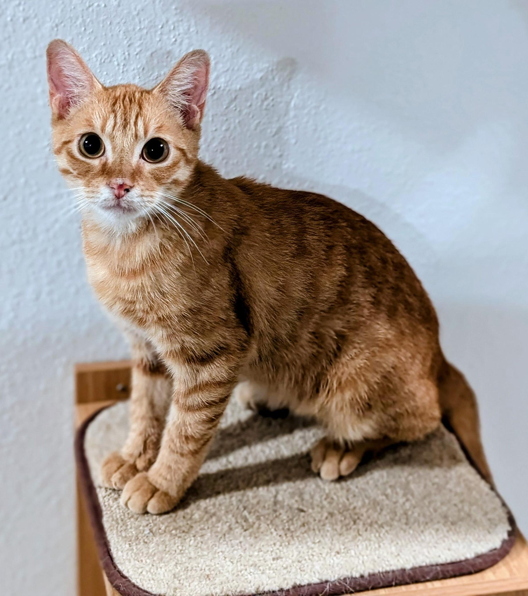 Red, a ADOPTABLE Domestic Short Hair in Houston, TX image 1/3