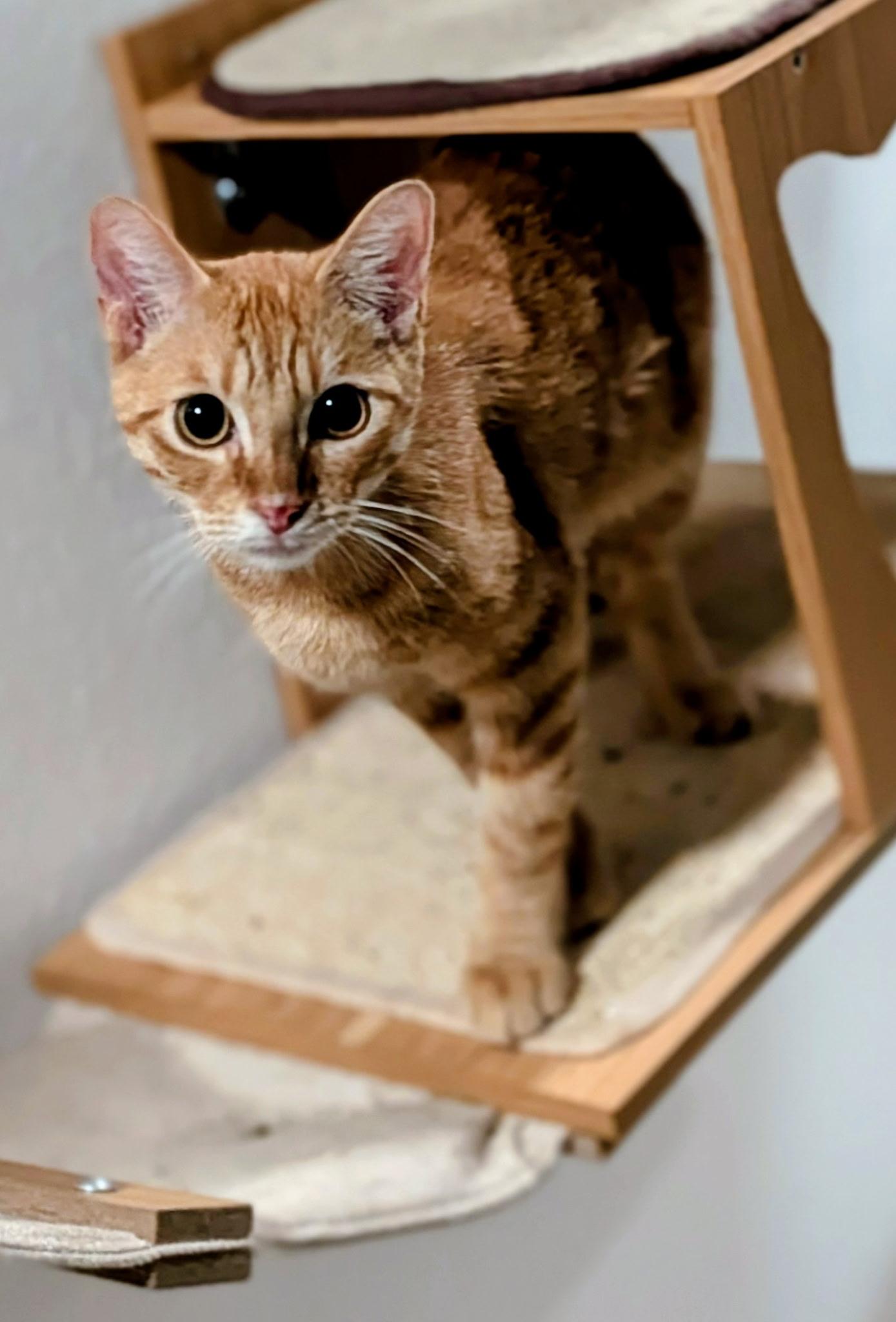 Red, a ADOPTABLE Domestic Short Hair in Houston, TX image 2/3