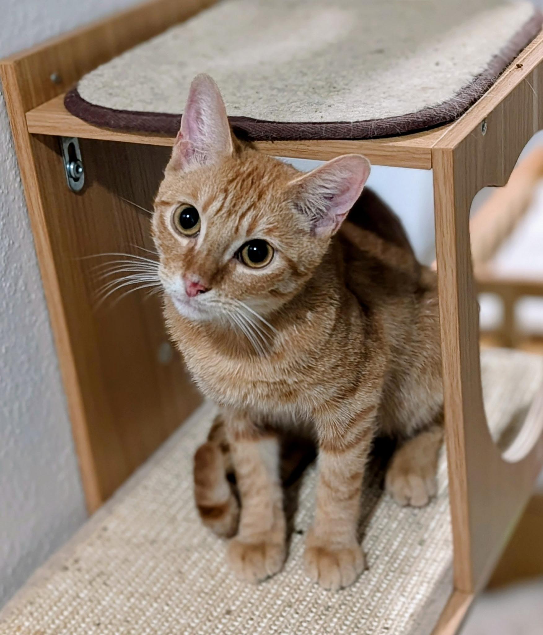 Red, a ADOPTABLE Domestic Short Hair in Houston, TX image 3/3