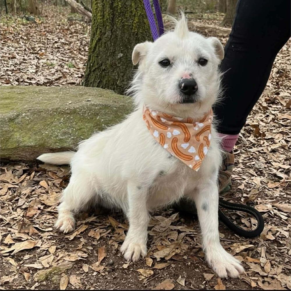Enlarge Churro, a Adoptable mixed breed in Wayne, NJ image 3/4