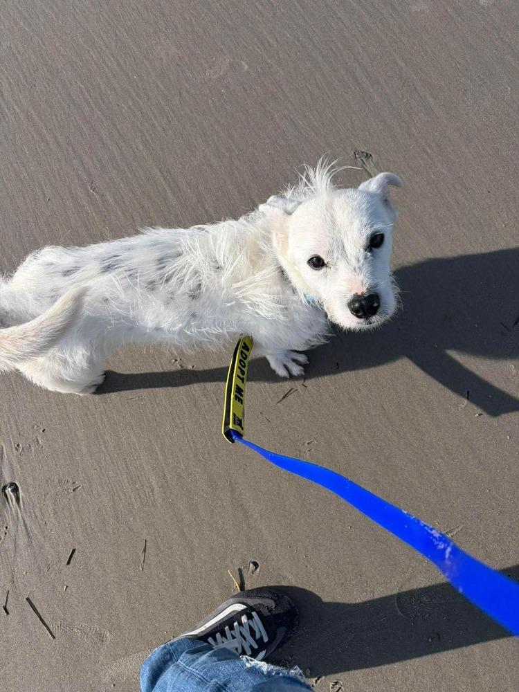 Enlarge Churro, a Adoptable mixed breed in Wayne, NJ image 1/4