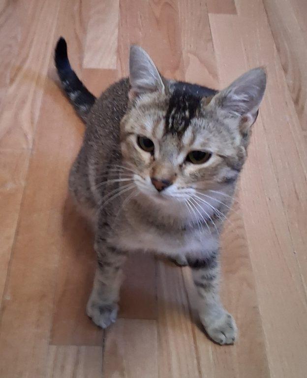 Kiwis, ADOPTABLE, Young Female Domestic Short Hair.