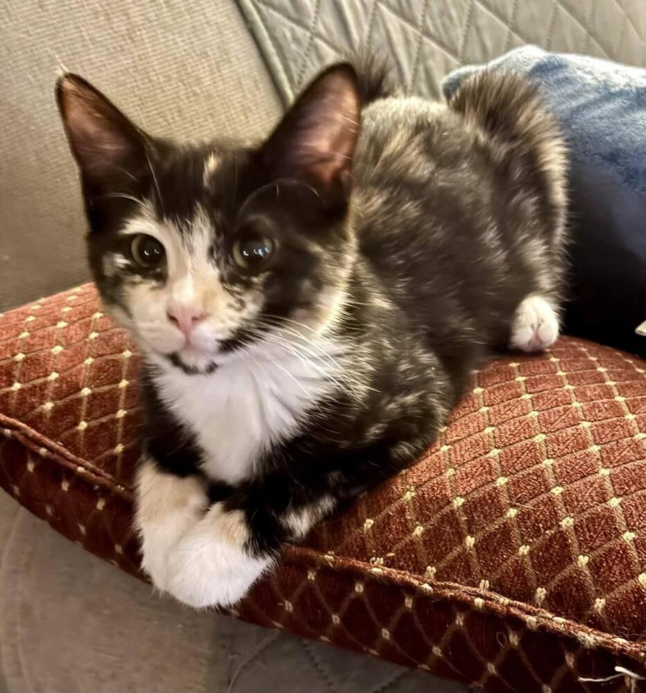 Flopsy, Adoptable, Kitten Female Domestic Short Hair.