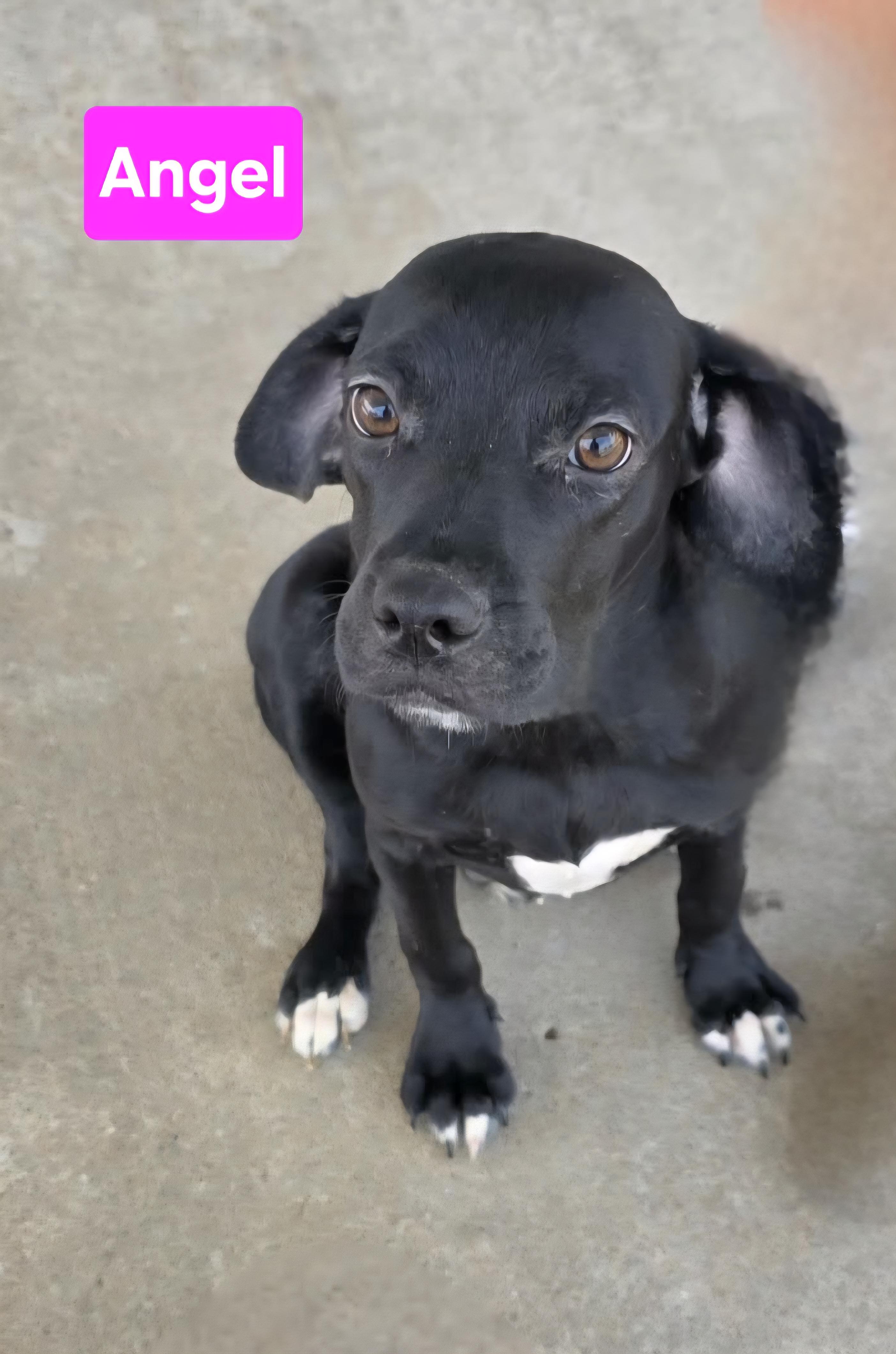 Enlarge Angel, an adoptable mixed breed in Clinton, MO image 3/3