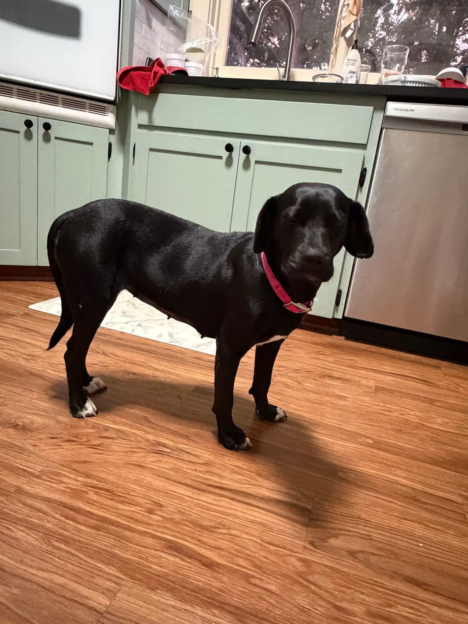 Enlarge Angel, an adoptable mixed breed in Clinton, MO image 2/3