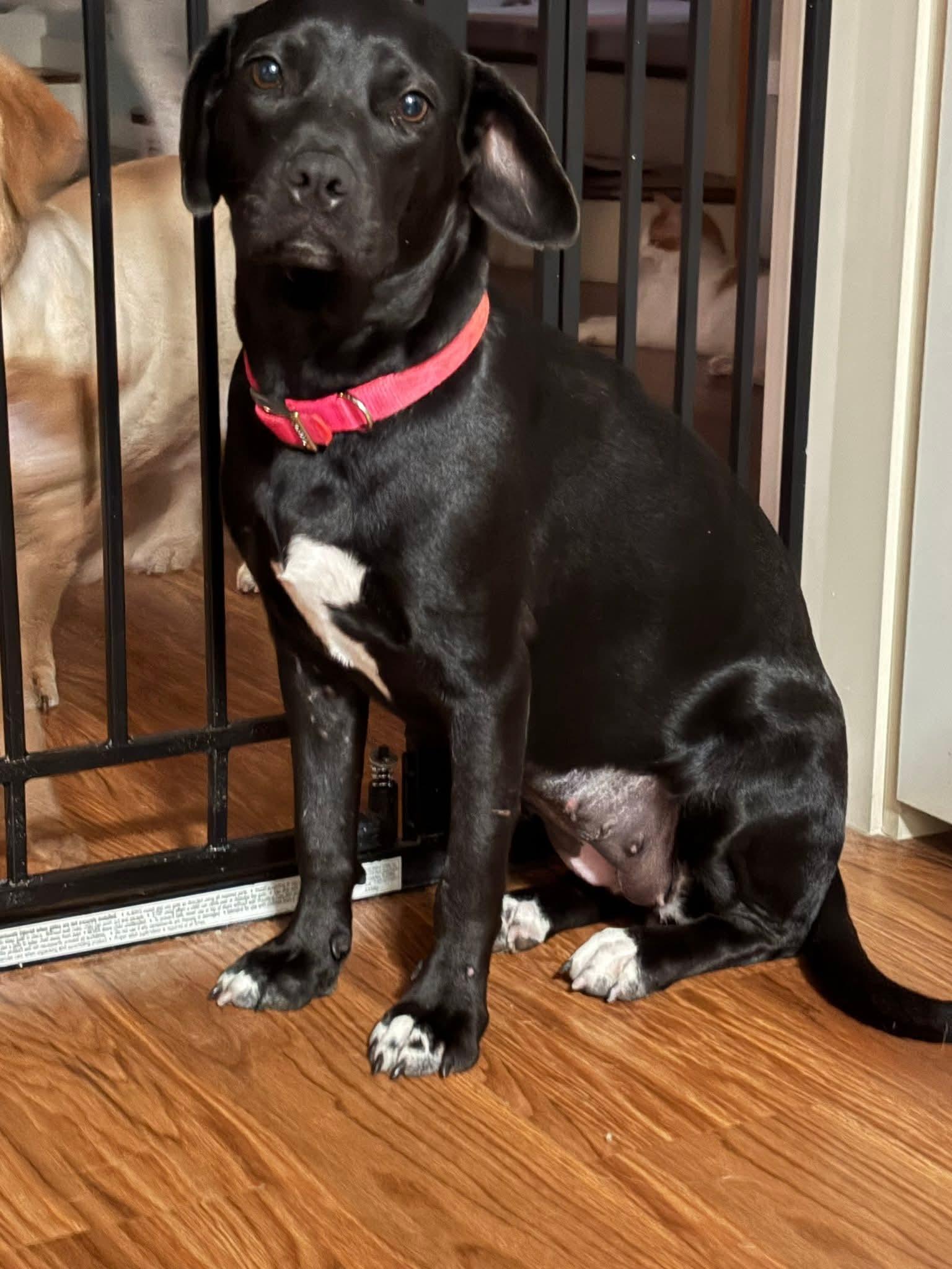Angel, adoptable, Puppy Female Catahoula Leopard Dog & Australian Shepherd.