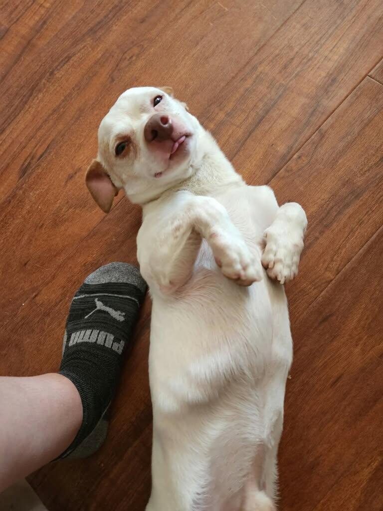 Enlarge Sully, a ADOPTABLE Chihuahua in Greenville, SC image 4/6