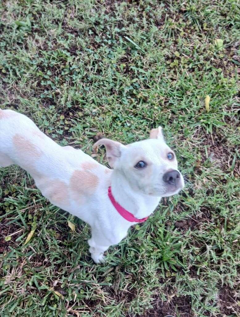 Enlarge Sully, a ADOPTABLE Chihuahua in Greenville, SC image 5/6