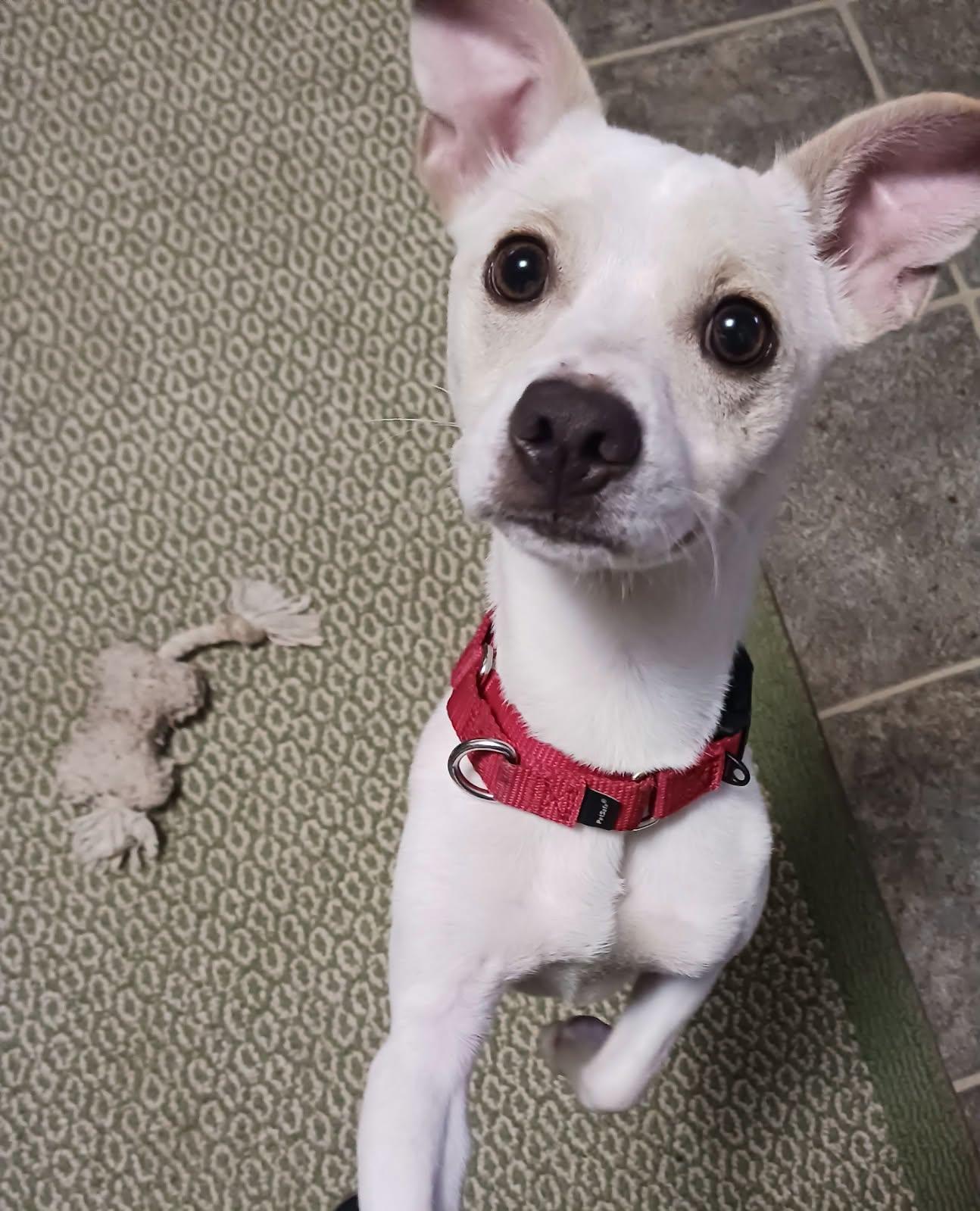 Sully, ADOPTABLE, Young Male Chihuahua.