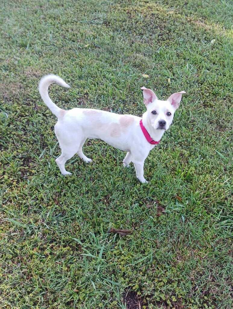 Enlarge Sully, a ADOPTABLE Chihuahua in Greenville, SC image 6/6