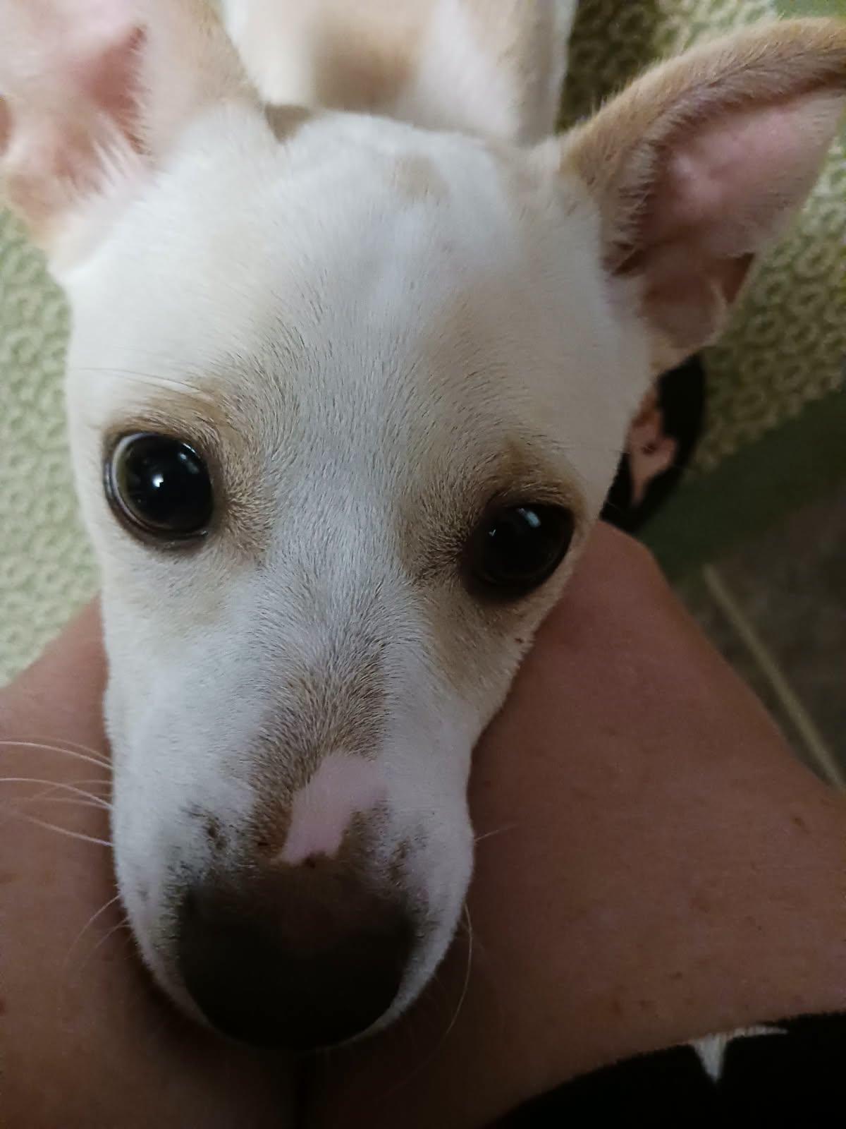 Enlarge Sully, a ADOPTABLE Chihuahua in Greenville, SC image 2/6