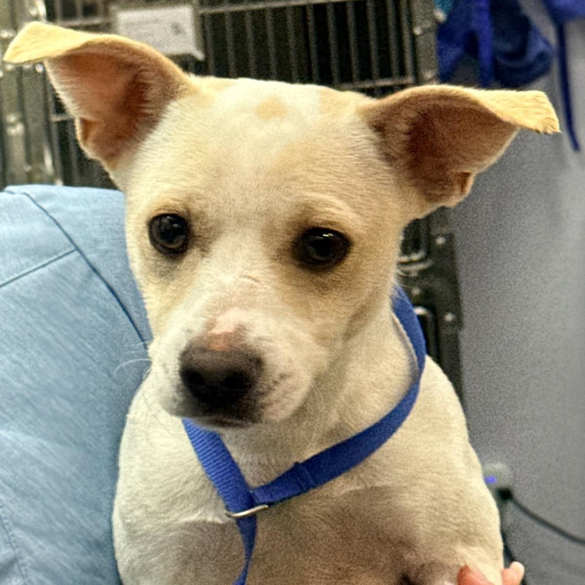 Enlarge Sully, a ADOPTABLE Chihuahua in Greenville, SC image 3/6