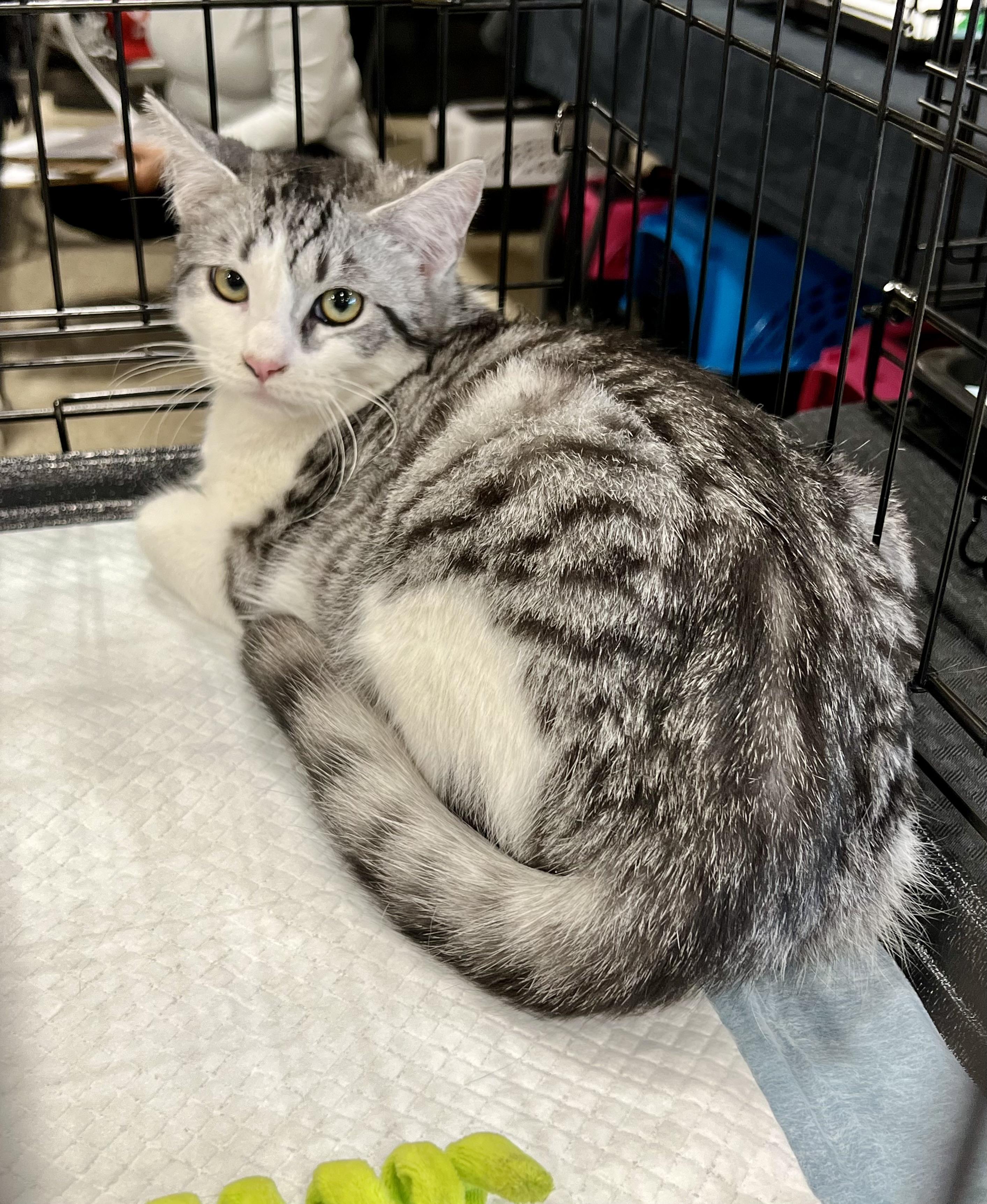 Enlarge Leo, an adopted Domestic Short Hair in Walnut, CA image 1/1