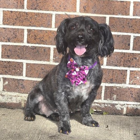 Enlarge Toodles - Adoption Pending, a Adopted mixed breed in Waterloo, IA image 2/2