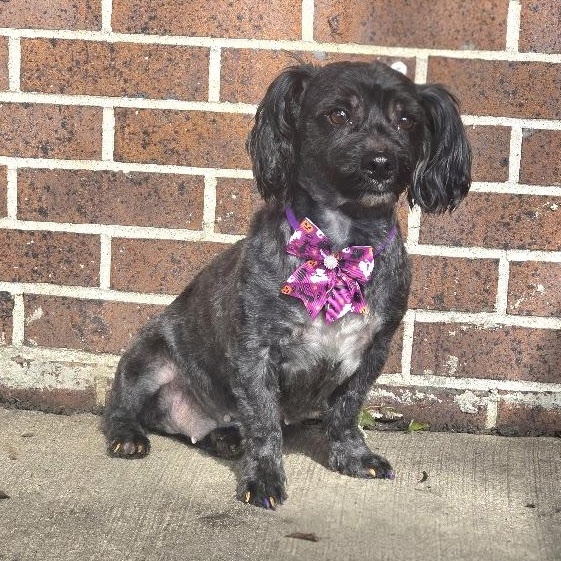 Enlarge Toodles - Adoption Pending, a Adopted mixed breed in Waterloo, IA image 1/2