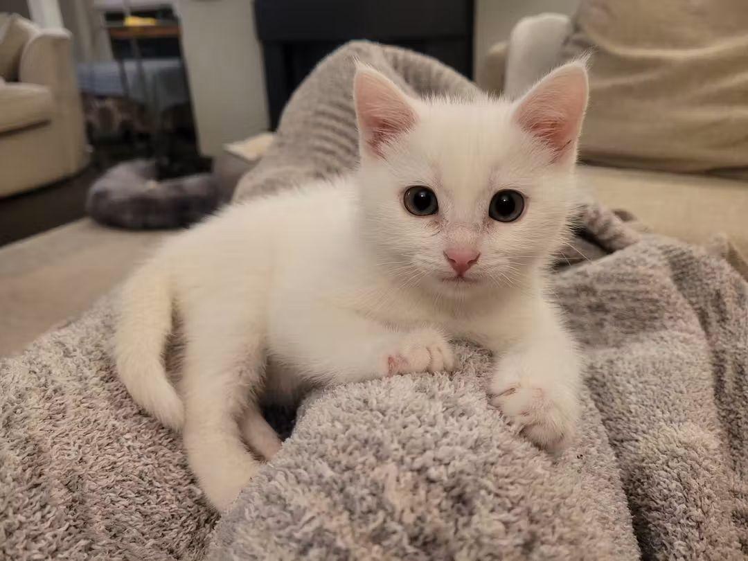 Enlarge 29102025A, a Adopted Domestic Short Hair in Kamloops, BC image 1/6