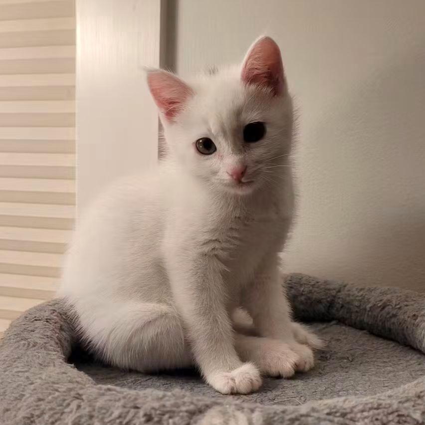 Enlarge 29102025A, a Adopted Domestic Short Hair in Kamloops, BC image 2/6