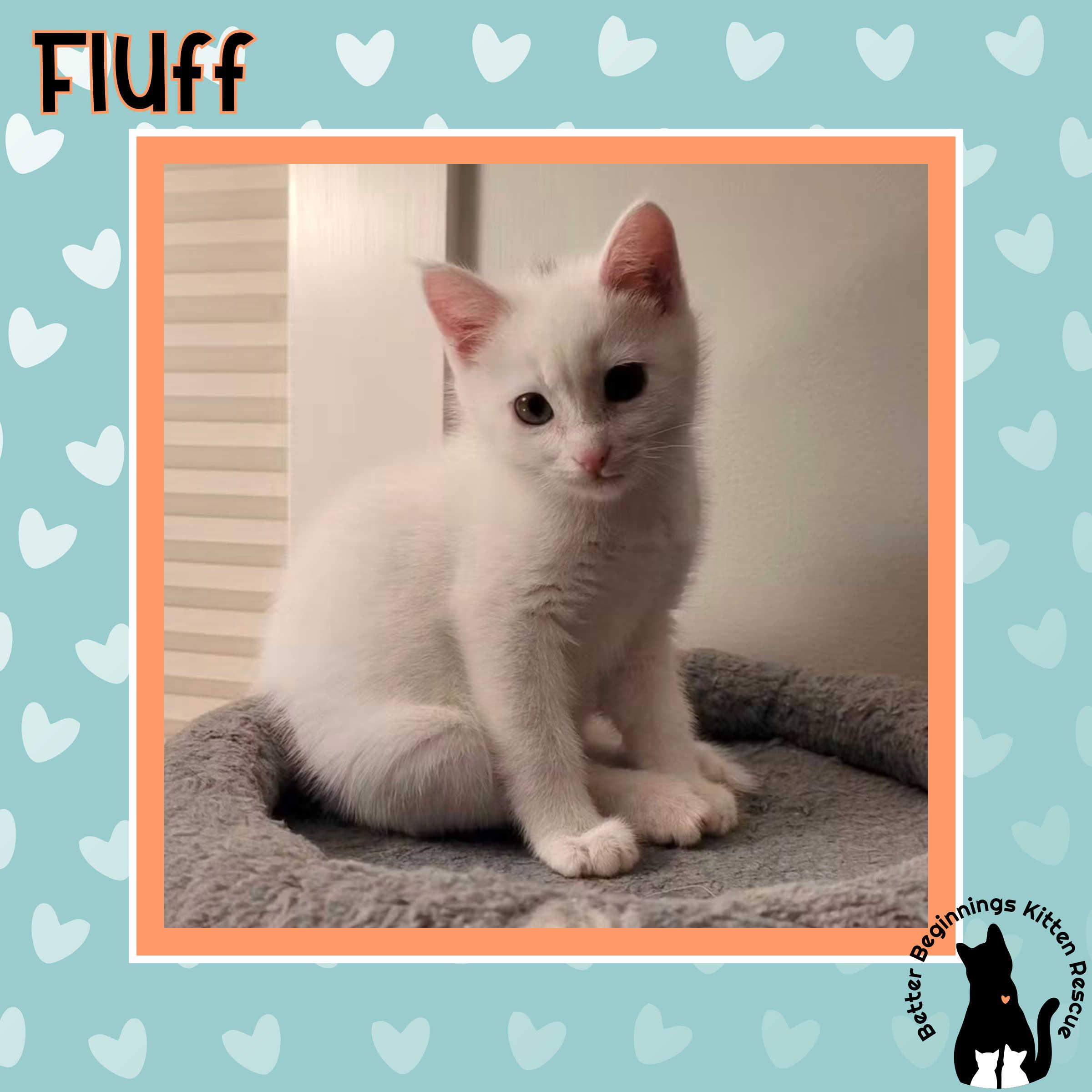 Enlarge 29102025A, a Adopted Domestic Short Hair in Kamloops, BC image 4/6