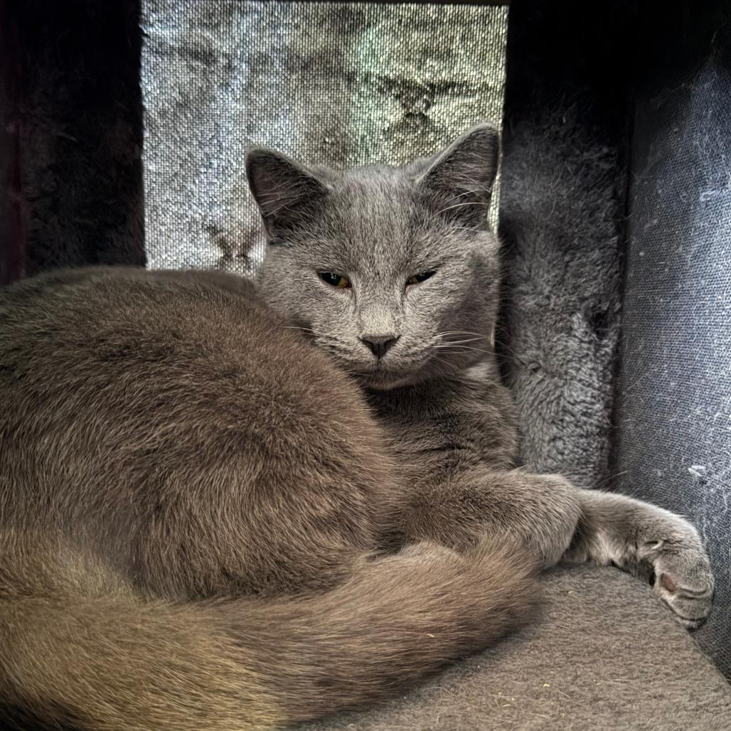 Lumiere, Adoptable, Young Male Domestic Short Hair.