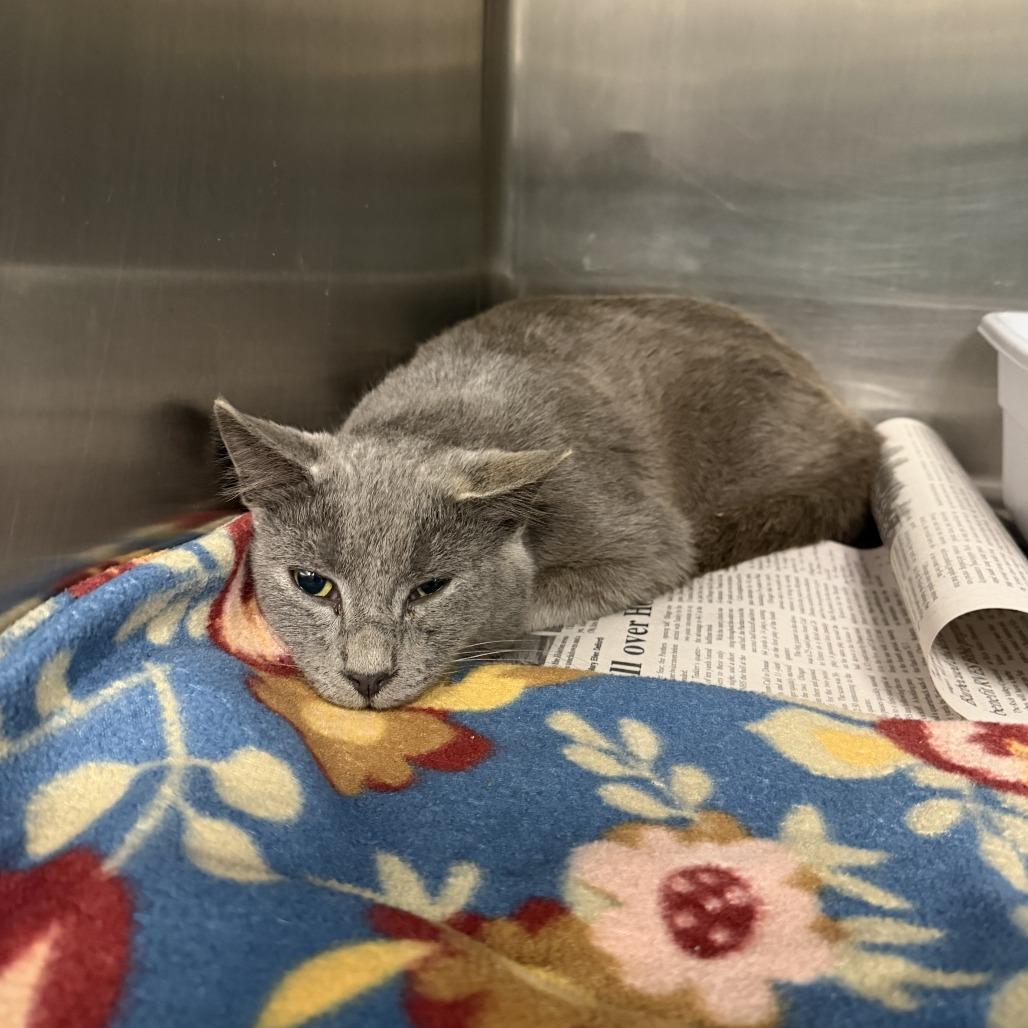 Enlarge Lumiere, a Adoptable Domestic Short Hair in Marion, VA image 2/2