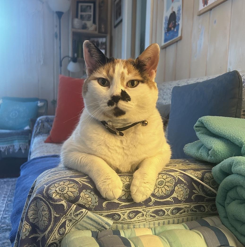 Daisy, Adoptable, Adult Female Domestic Short Hair.