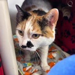 Enlarge Daisy, a Adoptable Domestic Short Hair in Queenstown, MD image 4/6