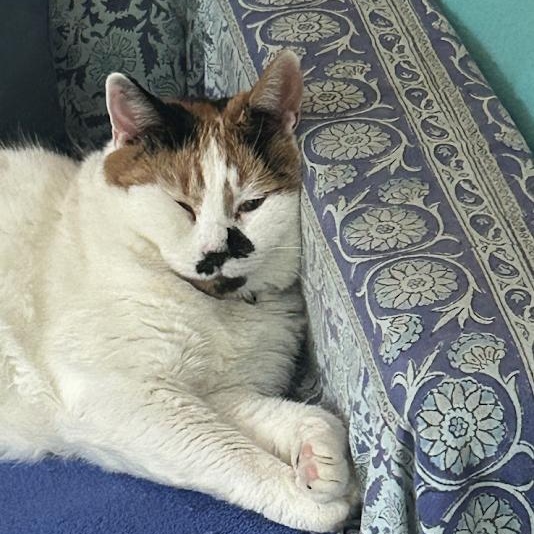 Enlarge Daisy, a Adoptable Domestic Short Hair in Queenstown, MD image 3/6