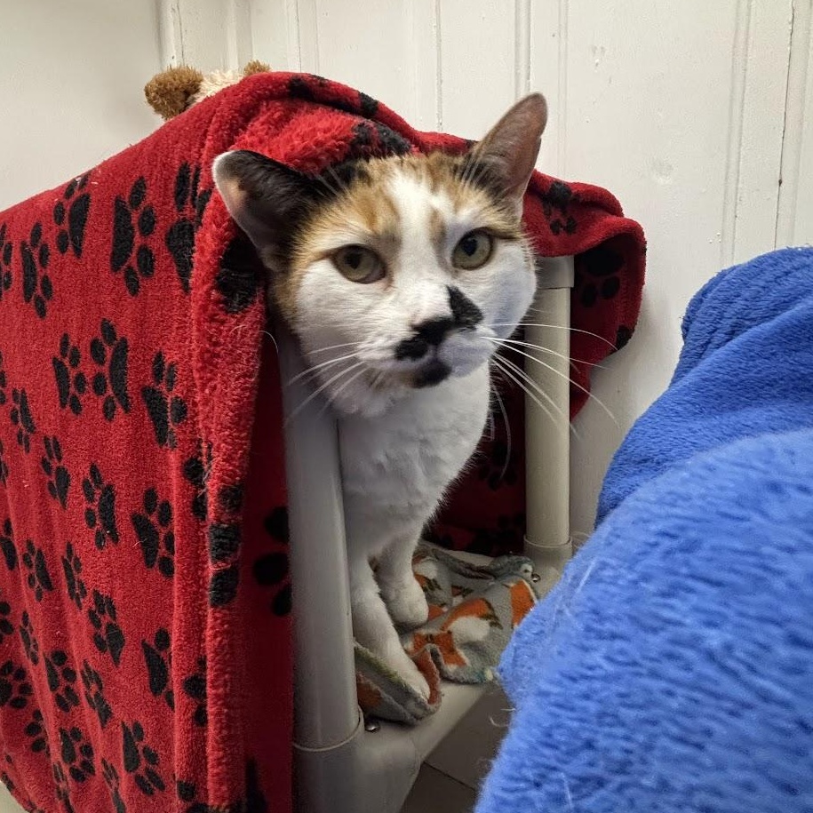 Enlarge Daisy, a Adoptable Domestic Short Hair in Queenstown, MD image 6/6