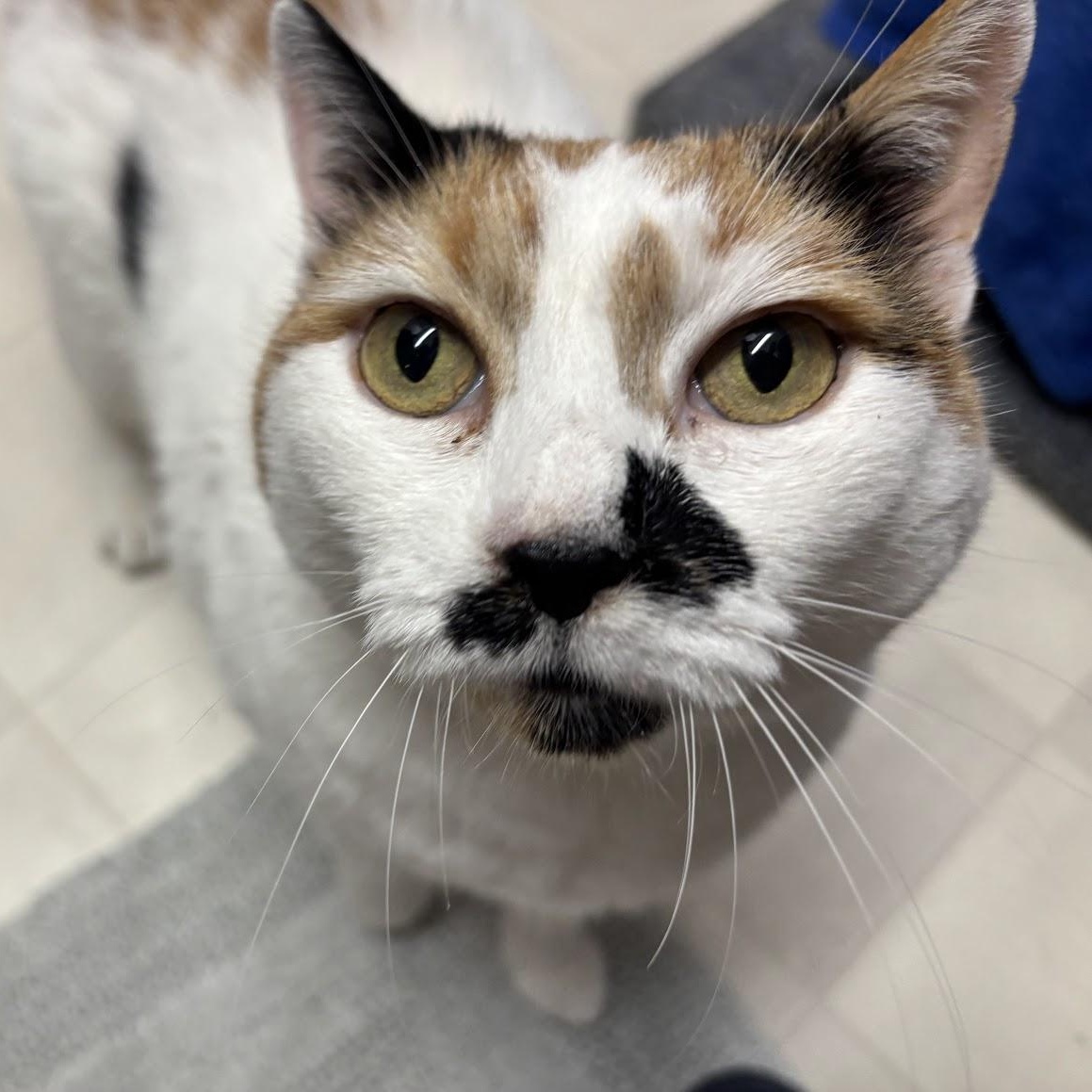 Enlarge Daisy, a Adoptable Domestic Short Hair in Queenstown, MD image 5/6