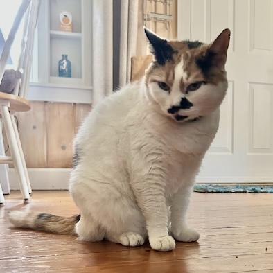 Enlarge Daisy, a Adoptable Domestic Short Hair in Queenstown, MD image 2/6