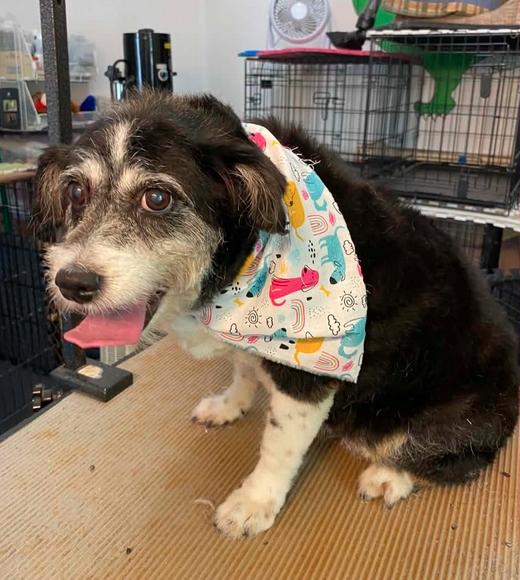 Ginni, Adoptable, Senior Female Terrier.