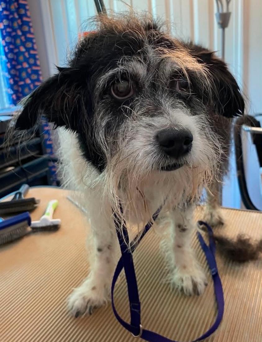 Enlarge Ginni, a Adoptable Terrier in Osteen, FL image 2/3