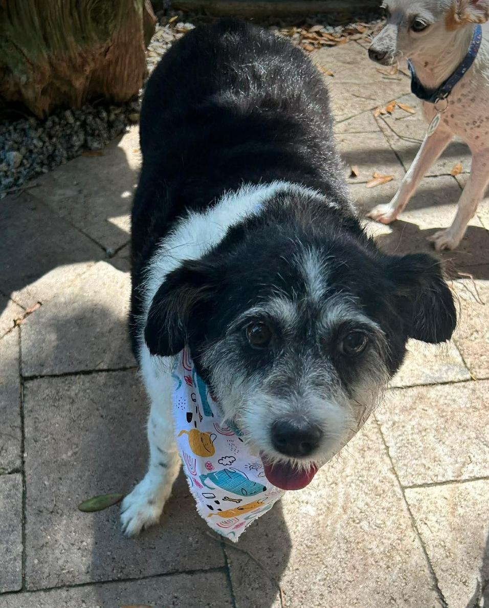 Enlarge Ginni, a Adoptable Terrier in Osteen, FL image 3/3