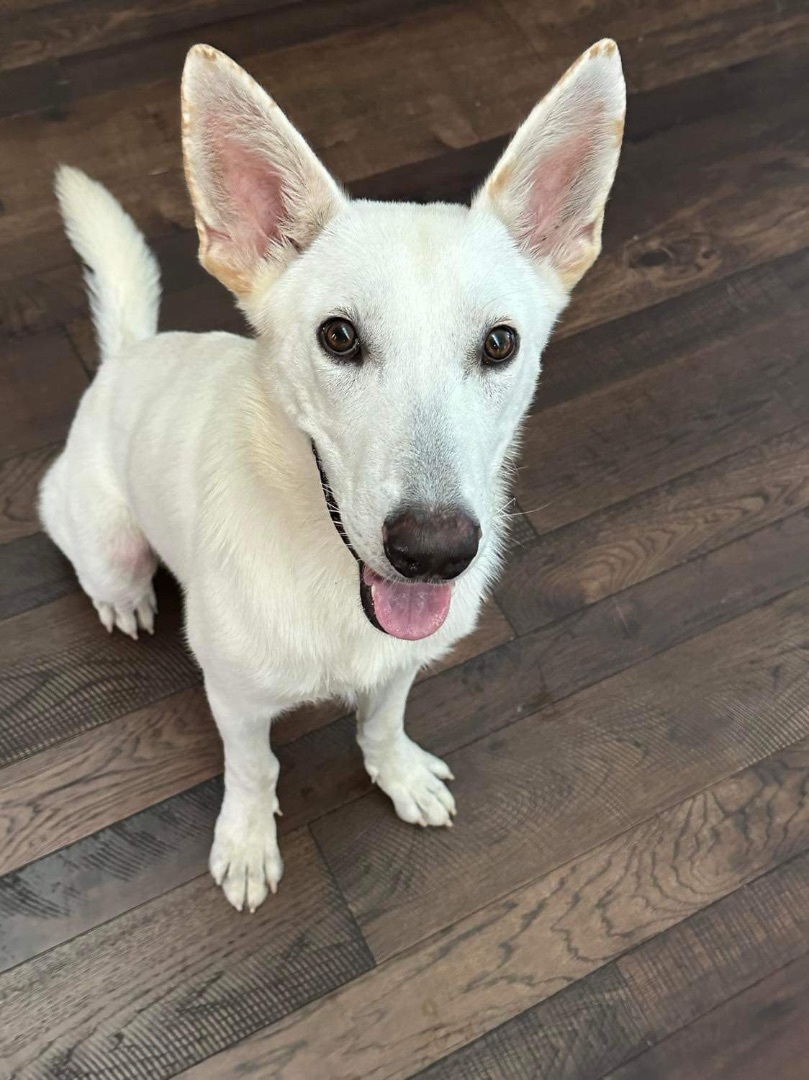 Enlarge Walter White, a Adoptable White German Shepherd in Seattle, WA image 1/9