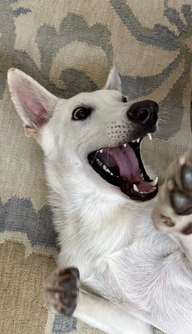 Enlarge Walter White, a Adoptable White German Shepherd in Seattle, WA image 3/9