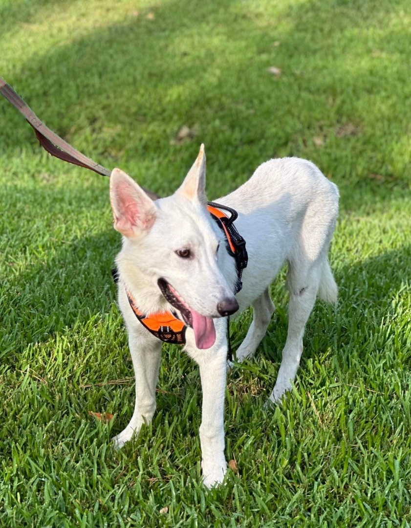 Enlarge Walter White, a Adoptable White German Shepherd in Seattle, WA image 4/9