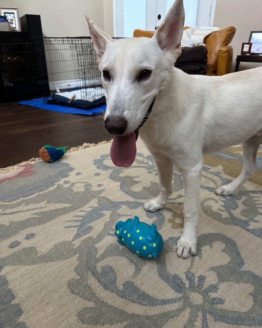 Enlarge Walter White, a Adoptable White German Shepherd in Seattle, WA image 5/9
