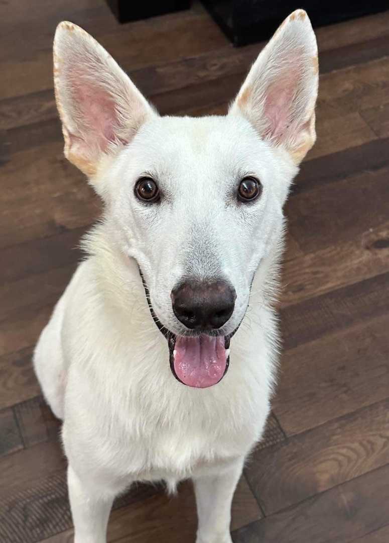 Enlarge Walter White, a Adoptable White German Shepherd in Seattle, WA image 6/9