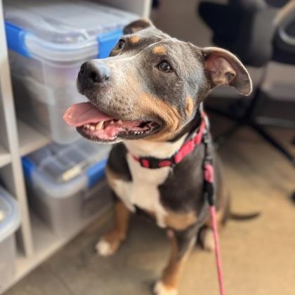 Enlarge Trixie, a Adoptable mixed breed in Janesville, WI image 1/3