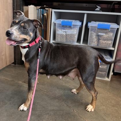 Enlarge Trixie, a Adoptable mixed breed in Janesville, WI image 2/3