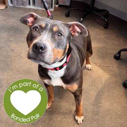 Enlarge Trixie, a Adoptable mixed breed in Janesville, WI image 3/3